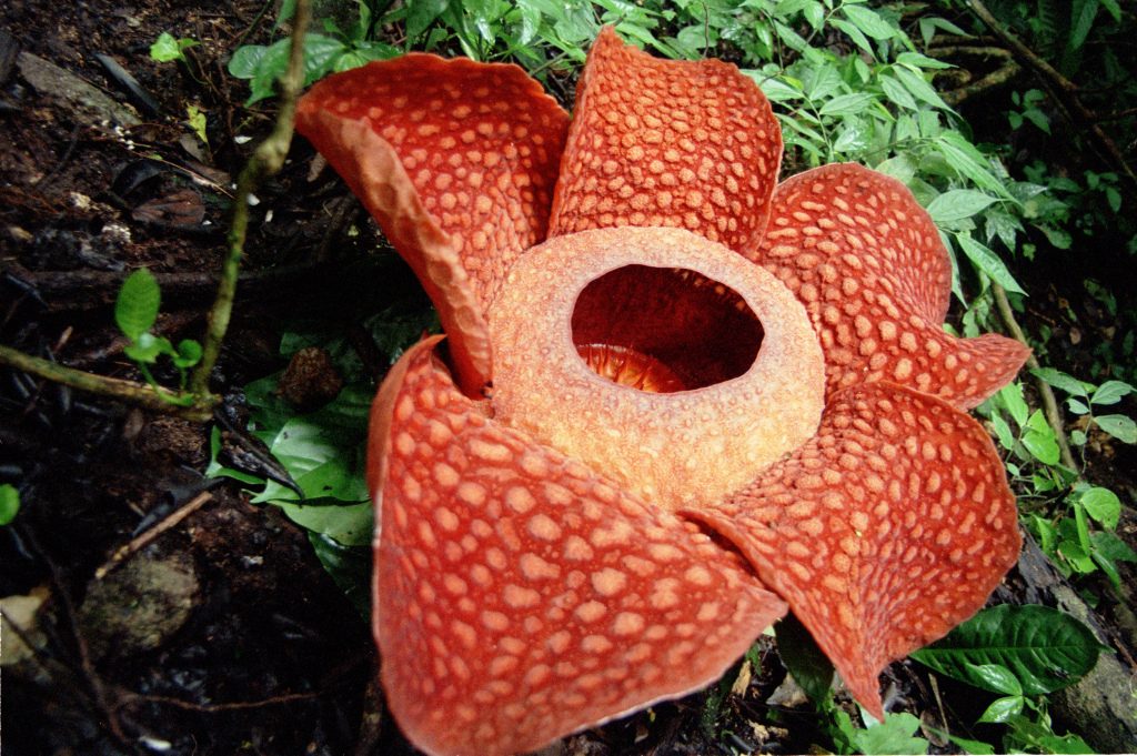 09_rafflesia