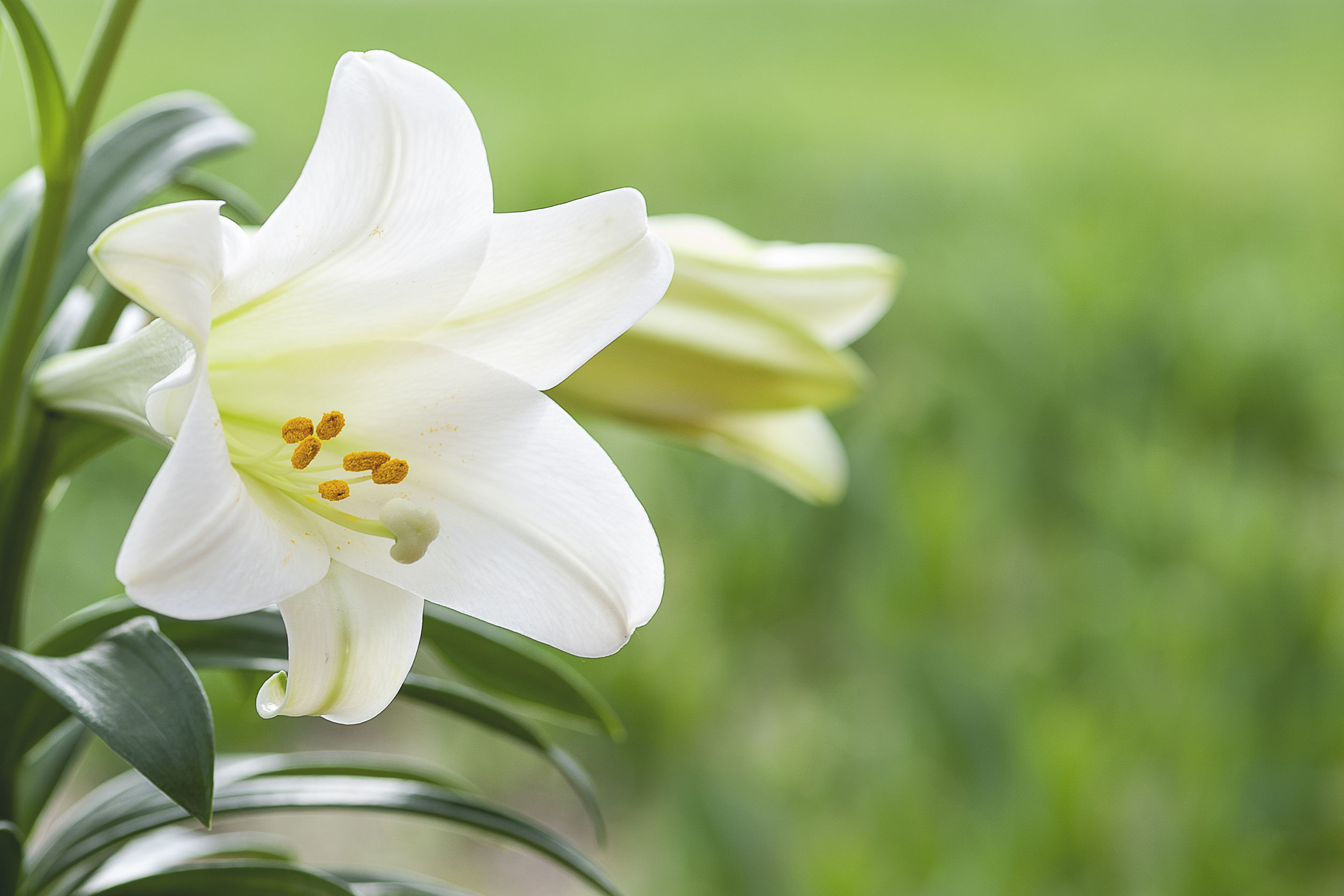 Flores espectaculares de primavera - Viveros Don Pedro