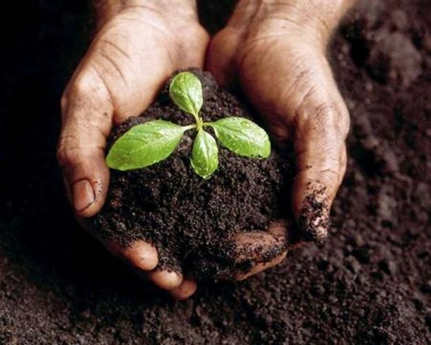 La importancia del suelo para plantar